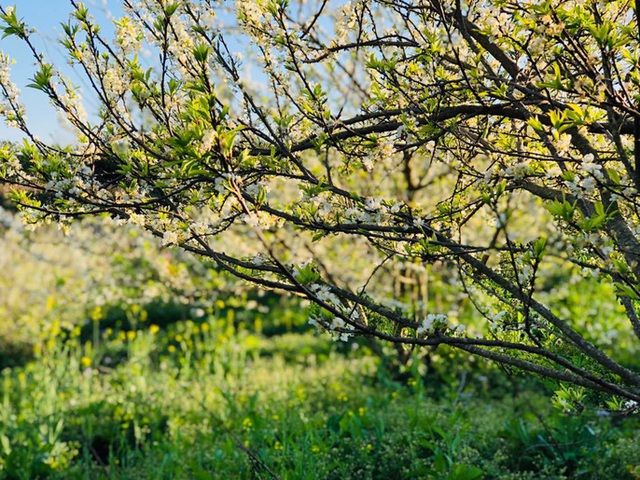 Mê mẩn những cánh Äá»ng hoa Äẹp như thiên ÄÆ°á»ng á» Má»c Châu - 2