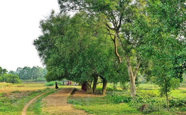 [Photo] Dung duoi vom duoi di san doc dao o xu Doai may trang bay hinh anh 12