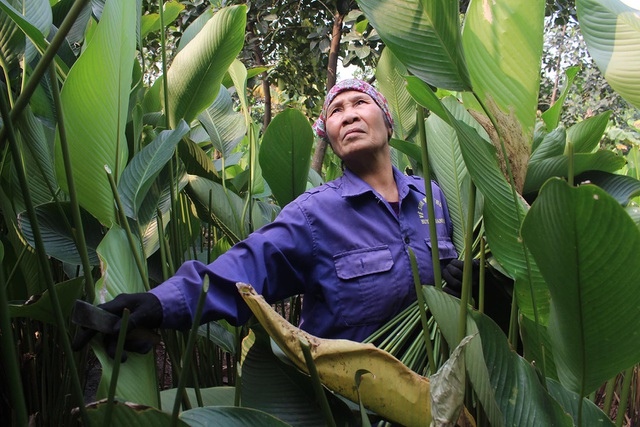 Hồ hởi thu hoạch ngọc xanh, dân Hà Nội kiếm tiền triệu mỗi ngày dịp Tết - 4