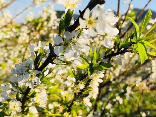 Mê mẩn những cánh Äá»ng hoa Äẹp như thiên ÄÆ°á»ng á» Má»c Châu - 1