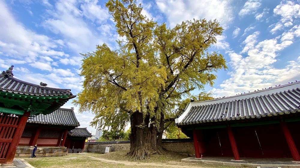 Ngam mua Thu vang dep den nao long tai xu so Kim Chi hinh anh 17