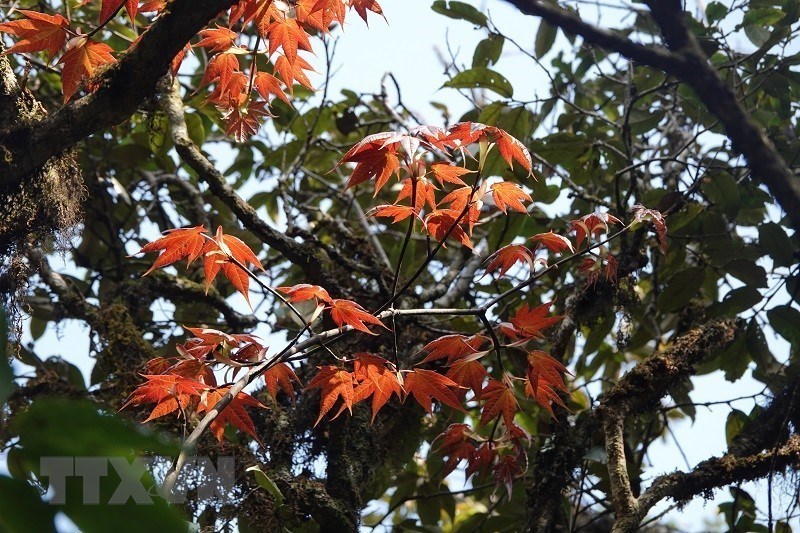 [Photo] Dinh Lung Cung - diem du lich trai nghiem hap dan o Yen Bai hinh anh 2