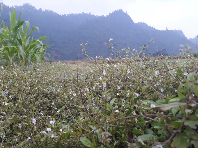 dep me hon voi sac xuan tren ban lang vung cao tay bac hinh anh 8