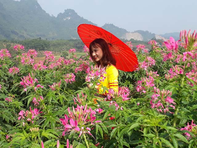 dep me hon voi sac xuan tren ban lang vung cao tay bac hinh anh 2