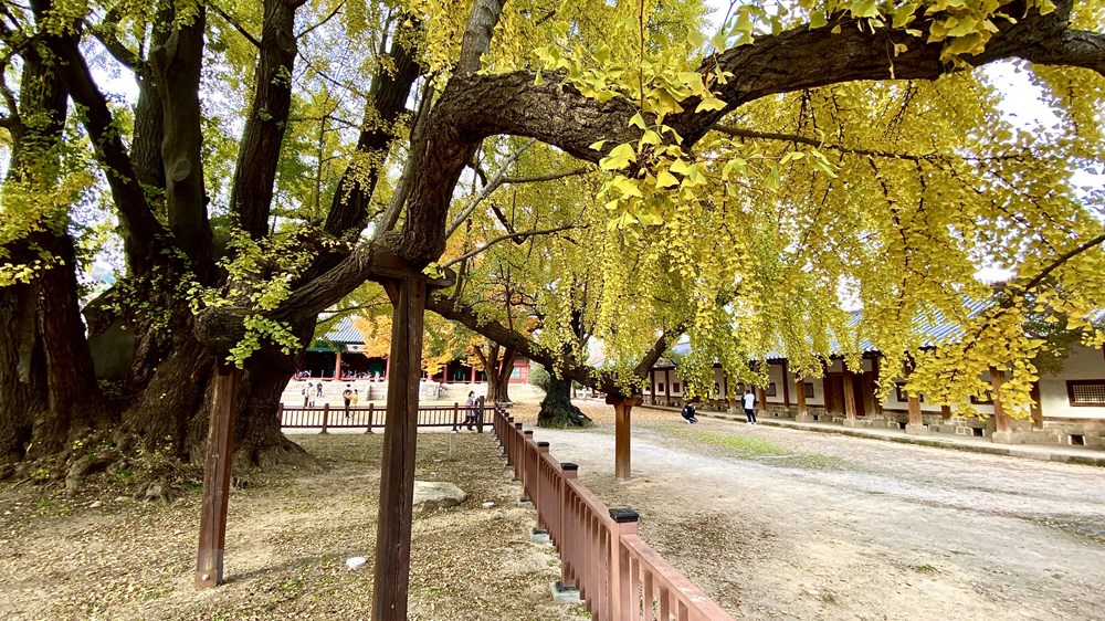 Ngam mua Thu vang dep den nao long tai xu so Kim Chi hinh anh 16