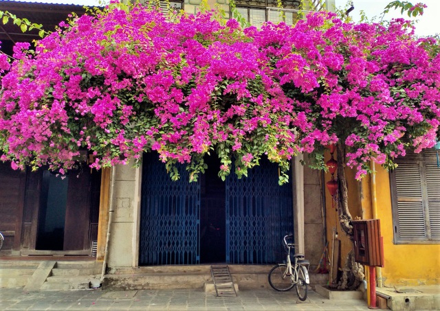 Những giàn hoa giấy Hội An hồi sinh rực rỡ sau những ngày giông bão - 2