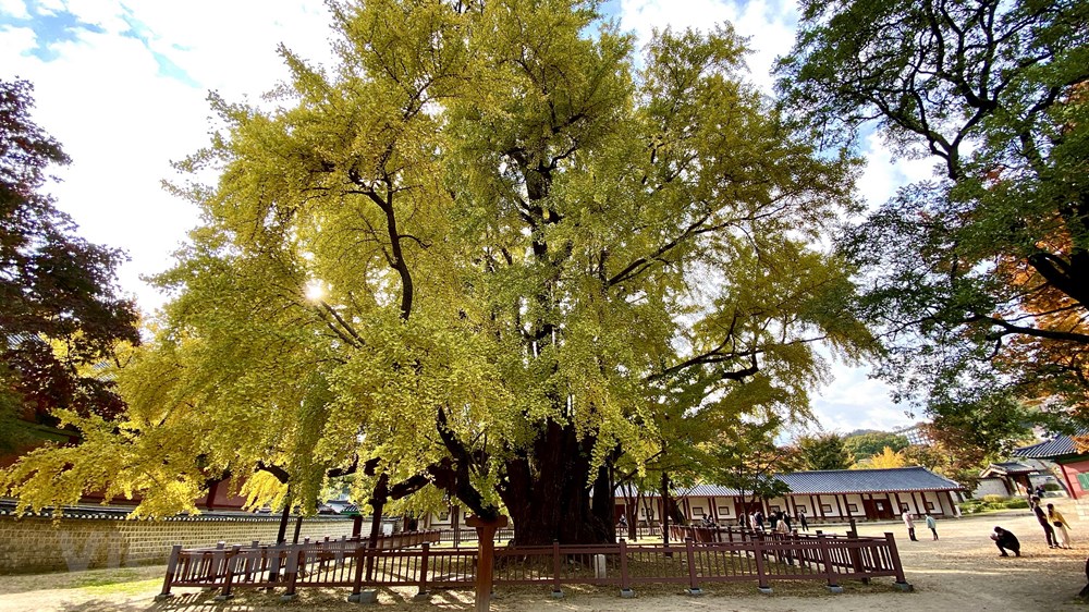 Ngam mua Thu vang dep den nao long tai xu so Kim Chi hinh anh 12