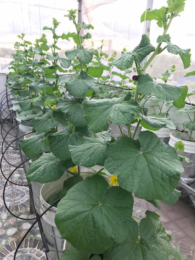 Mê mẩn vườn treo sân thượng, thu 4 tạ quả/ năm của ông bố ở Bình Dương - 9