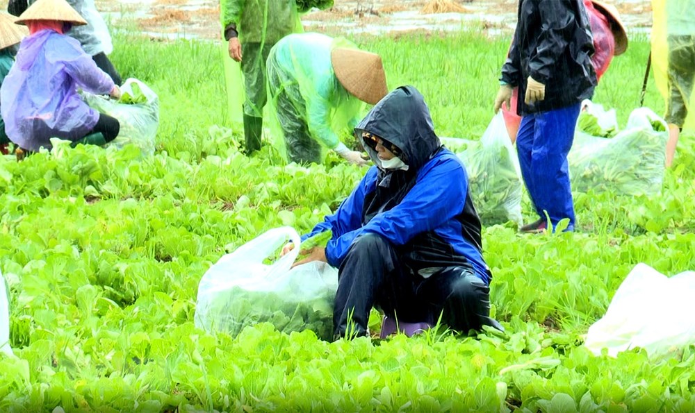 Phu nu Bac Ninh doi mua thu hoach nong san chi vien cho nguoi Ha Noi hinh anh 1