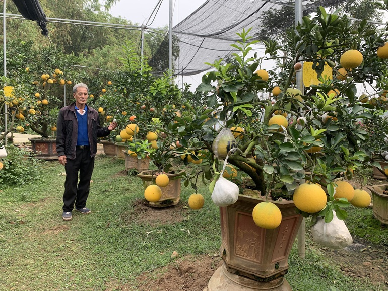 Lão nông phù thủy ở Hà Nội với biệt tài ghép năm loại quả trên một cây - 1