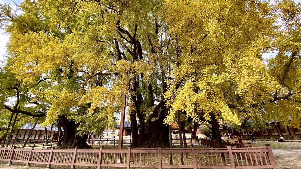 Ngam mua Thu vang dep den nao long tai xu so Kim Chi hinh anh 14