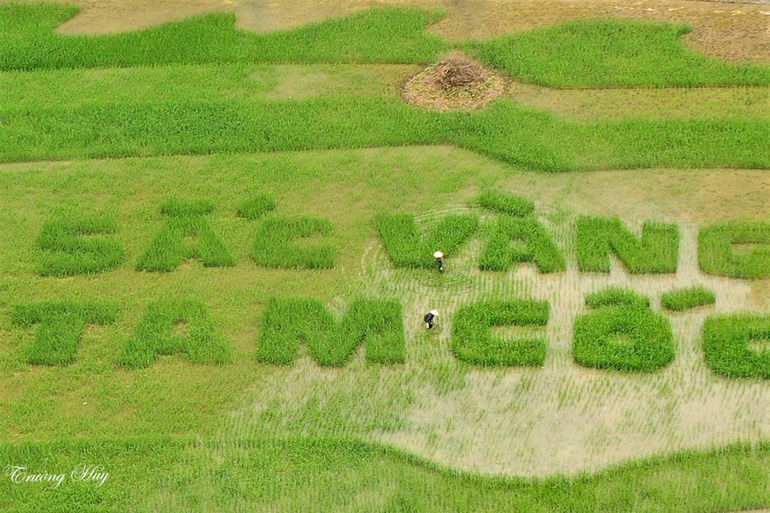 Trầm trồ cánh đồng lúa hình lá cờ hội khổng lồ đẹp như tranh ở Tam Cốc - 4