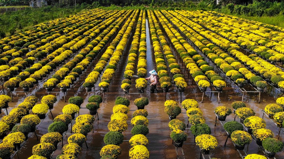 Thời gian đẹp nhất để chụp ảnh làng hoa Sa Đéc là sáng sớm hoặc cuối chiều, cụ thể từ 5h - 8h hoặc 16h - 17h30. Ảnh: Vinh Gấu